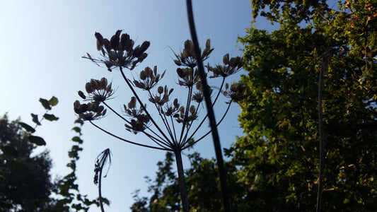 Plants silhouetted against a blue sky