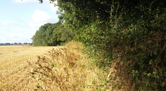 Hawthorn, guardian of the portal