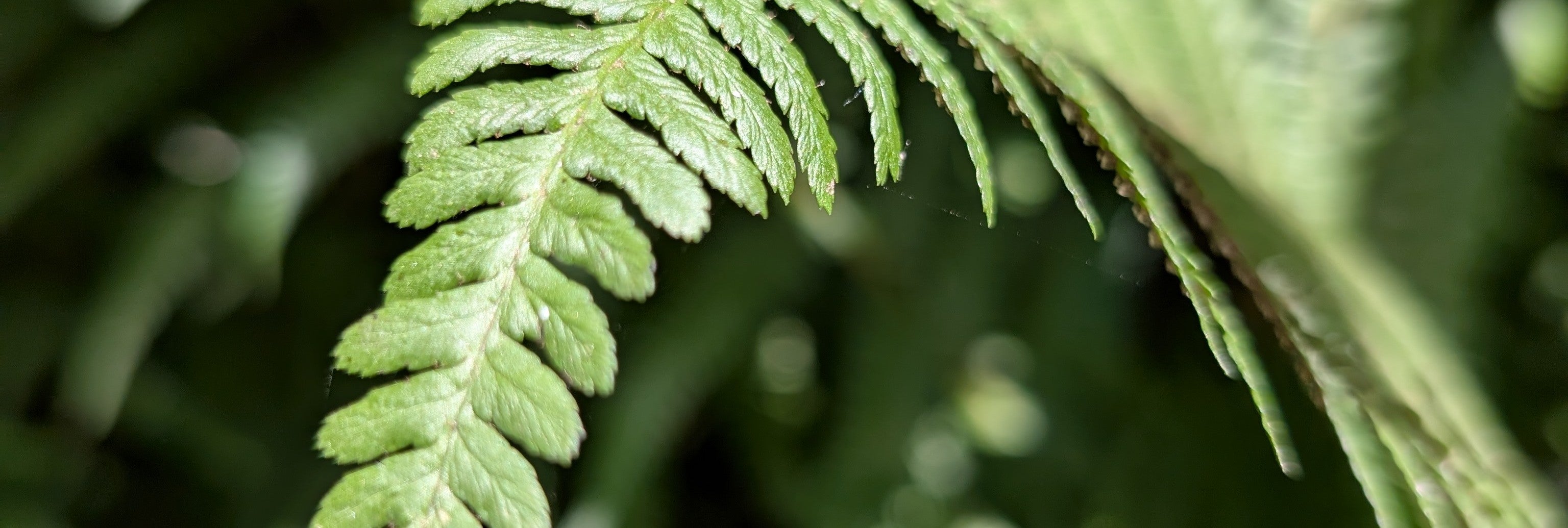 Close-up of a fern leaf with water droplets on a blurred green background